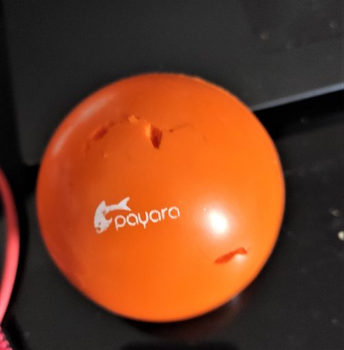 Payara ball with bites in it
